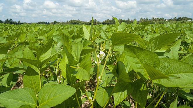Những cánh đồng đậu nành đạt năng suất cao đã tạo sự gắn kết lâu dài với người nông dân