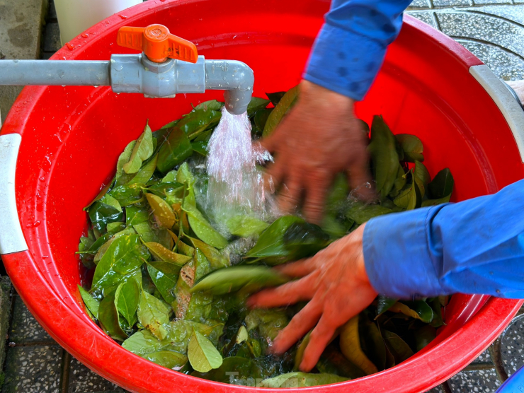 Lá chanh sau khi hái sẽ được rửa sạch, loại bỏ những lá không đạt yêu cầu như non quá hoặc vàng, hư hỏng.