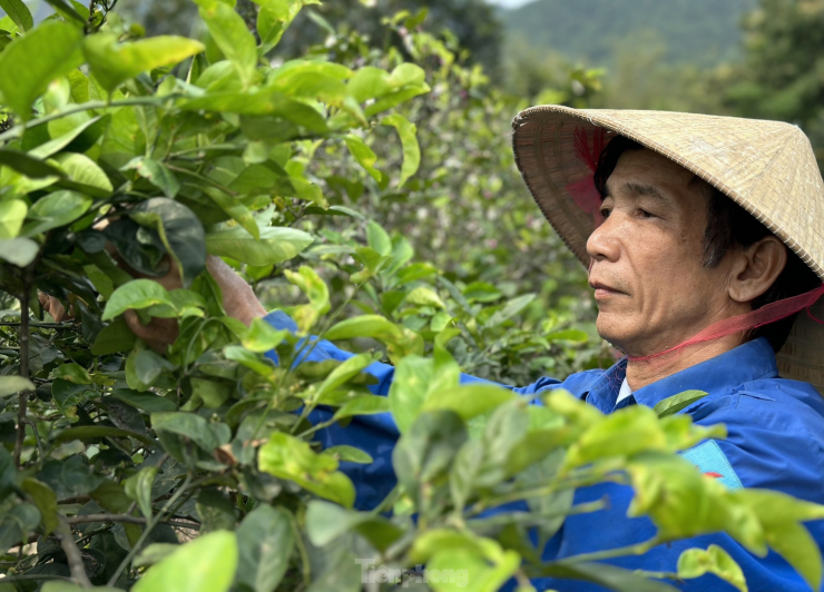 Hiện địa phương xã Nam Kim đang cùng người dân trên địa bàn học hỏi kinh nghiệm, kỹ thuật để trồng cây chanh sinh trưởng và có năng suất tốt hơn.