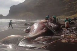 Kinh doanh - Con cá chết tưởng đồ bỏ đi, bất ngờ tìm thấy thứ đáng giá 12 tỷ trong bụng