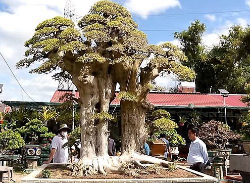 Siêu phẩm bonsai duối cổ thụ song thân dáng làng thu hút sự chú ý của những người yêu cây cảnh. Ảnh: Thương hiệu và Sản phẩm.