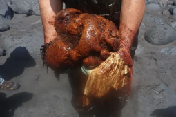 Thế giới - Tây Ban Nha: Khám nghiệm xác cá nhà táng, bất ngờ thấy "kho báu" trị giá gần 13 tỉ đồng