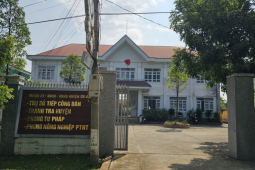 Tin tức trong ngày - Cách chức Trưởng Phòng Tư pháp vì... ăn trộm cây hoa giấy