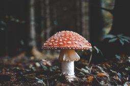 Đàn ông - Mách chàng xu hướng chăm sóc da từ nấm