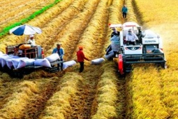 Thị trường - Tiêu dùng - Một thứ toàn cầu thiếu, Việt Nam có cả kho, giá vượt Thái Lan