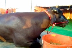 Thị trường - Tiêu dùng - Anh nông dân có con trâu "khủng", khách trả gần 70 tỷ chủ nhân vẫn quyết không bán