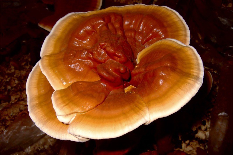 Mách chàng xu hướng chăm sóc da từ nấm - 3