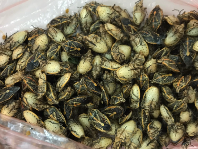 Sức khỏe đời sống - CLIP: Ăn món "đặc sản" bọ xít, 5 người nhập viện, 2 người nguy kịch