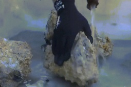 Thế giới - Clip: Công nhân bất ngờ đào được hòn đá phủ vàng lớn nặng gần 90kg