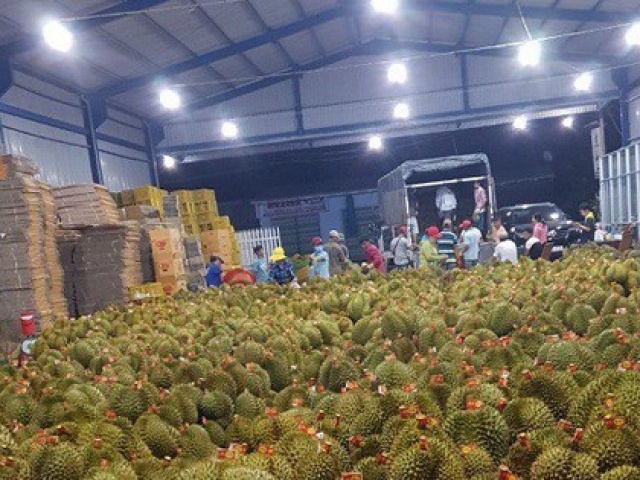 Thị trường - Tiêu dùng - Xuất khẩu sầu riêng sang Trung Quốc tăng 10 lần trong 1 tháng