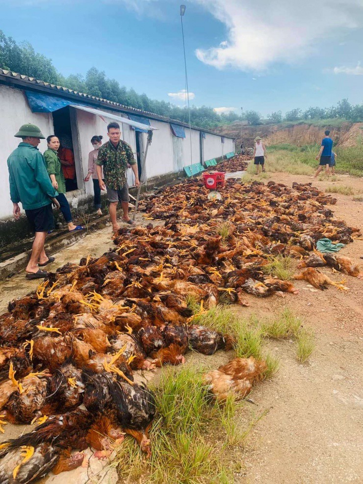Hình ảnh hàng nghìn con gà bị chết ngạt tại trang trại.
