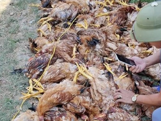 Mất điện đột ngột, gần 1.000 con gà lăn ra chết