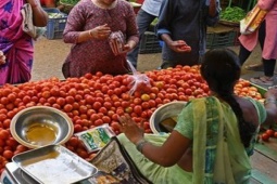 Thị trường - Tiêu dùng - Thứ rẻ bèo bỗng tăng giá 500%, đắt hơn xăng, người trồng sợ mất trộm