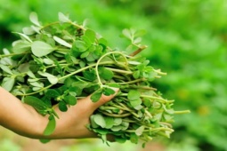 Thị trường - Tiêu dùng - 2 loại rau dại mọc tua tủa sau mưa ở Việt Nam, thế giới gọi là "thần dược"