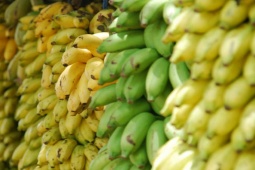 Ẩm thực - Các nhà khoa học tạo ra “siêu chuối” có thể cứu sống hàng triệu người