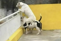 Cười 24H - Không thể đỡ nổi trước độ lầy của các "boss" (P1)