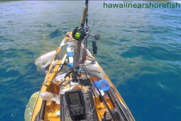 Hãi hùng khoảnh khắc cá mập ”khủng” chồm lên tấn công người ngồi thuyền kayak
