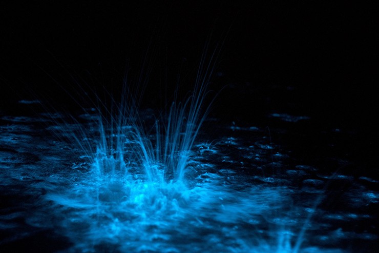 Gippsland, Úc: Vào ban đêm, cảnh quan ở đây vô cùng ấn tượng với mặt biển phát sáng lấp lánh do tảo phát quang sinh học. Năm 2006, những trận mưa bão lớn đã khiến một lượng lớn chất hữu cơ tràn vào hồ, từ đó tảo nở rộ và bắt đầu phát sáng vào ban đêm.
