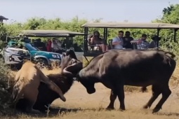 Media - Trâu rừng dũng mãnh giải cứu đồng loại bị sư tử cắn xé