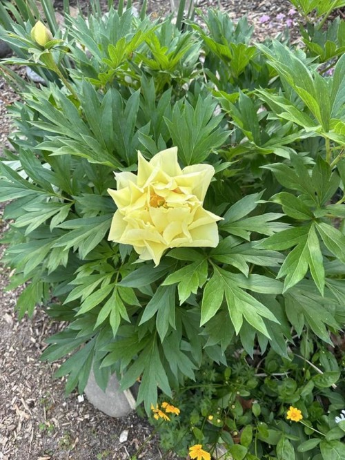 Sau ly hôn, vợ cũ quyền lực của Đàm Vĩnh Hưng sống trong biệt thự sang chảnh không kém ông hoàng nhạc Việt - 2