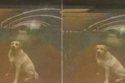 Bạn trẻ - Cuộc sống - Treo thưởng hơn 30 tỷ tìm chó lạc và cái kết khiến dân mạng phẫn nộ