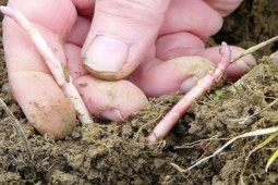 Thị trường - Tiêu dùng - Loại nông sản từng bị đổ bỏ bỗng thành "bảo vật", giá 26 triệu/kg, lùng mua cũng khó