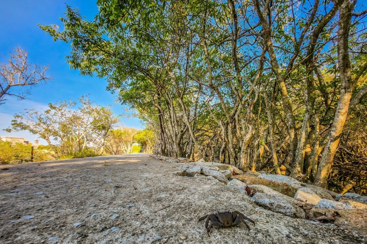 Rú Chá là một địa điểm du lịch ở Cố đô Huế được nhiều du khách gần xa biết đến,&nbsp;tìm về tham quan, nghỉ ngơi và chiêm ngưỡng hệ sinh thái tuyệt đẹp trên đầm phá Tam Giang.