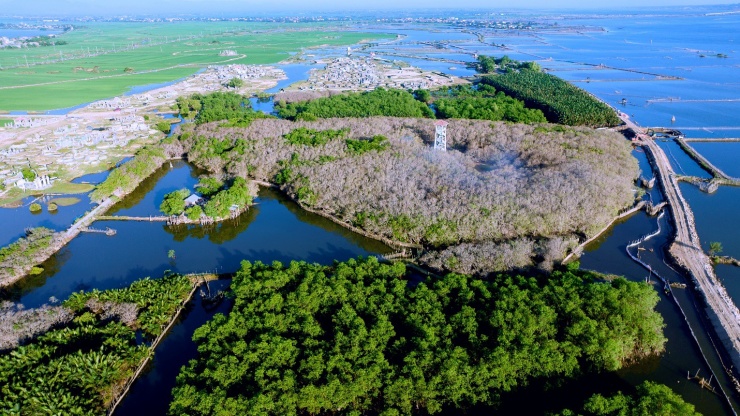 Chiêm ngưỡng mùa lá rụng ở khu rừng ngập mặn nguyên sinh quý hiếm trên đất cố đô - 11