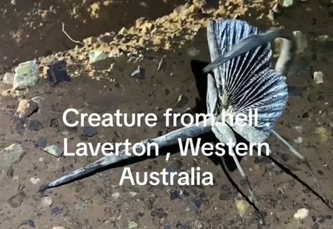 Sinh vật bí ẩn ở Tây Úc có sự pha trộn giữa côn trùng que và bọ gậy. Ảnh: Daily Mail