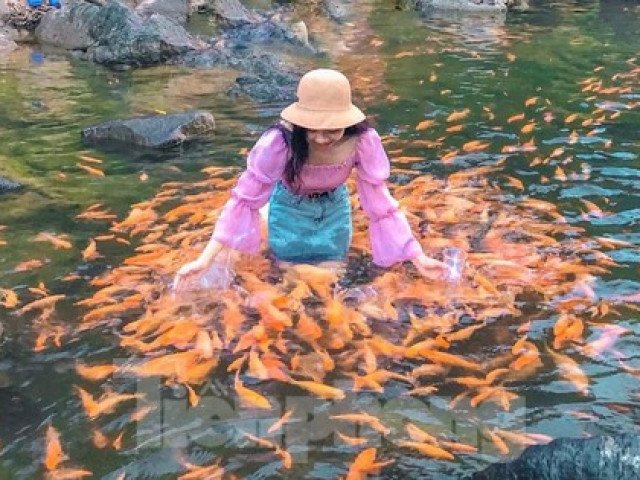 'Thả dáng' bên dòng suối hàng chục nghìn con cá vàng ở Nghệ An