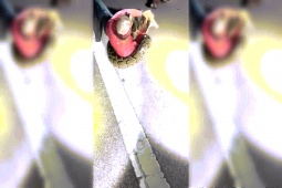 Thế giới - Mỹ: Bắt trăn Miến Điện khổng lồ, phá kỷ lục dài nhất bang Florida