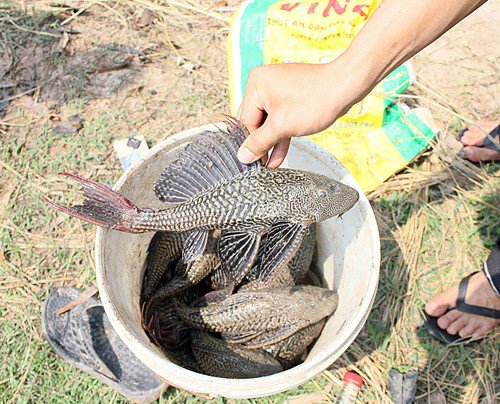 Bé gái 13 tuổi tử vong nghi ngờ do ăn cá lau kiếng - 1