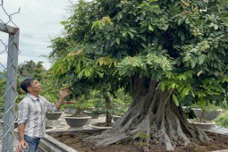 Chiêm ngưỡng cây nhãn bonsai cổ thụ, giá bán lên đến gần 200 triệu đồng