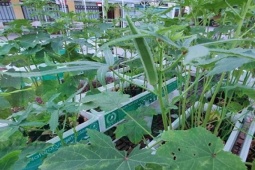 Thị trường - Tiêu dùng - Loại quả được ví như ''nhân sâm xanh'', bán đầy chợ ở Việt Nam, giá rẻ bèo