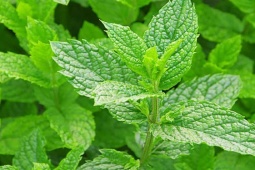 Thị trường - Tiêu dùng - Loại cây giá rẻ có đầy ở Việt Nam muỗi sợ “khiếp vía”, mua về để trong nhà vắng bóng muỗi