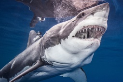 Media - Vì sao cá mập không có xương?