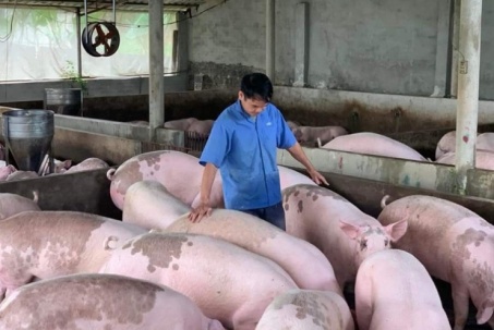 Người chăn nuôi lợn phấn khởi, mỗi con xuất chuồng “bỏ túi” cả triệu đồng