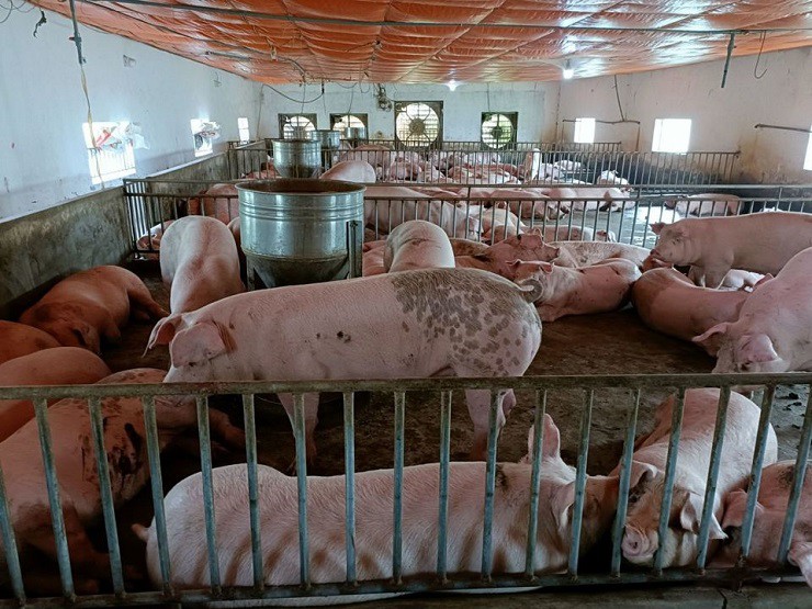 Lợn hơi tăng giá, các hộ chăn nuôi phấn khởi có lãi hàng triệu đồng mỗi con khi xuất bán