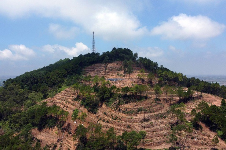 Người dân lo lắng hơn 68 ha thông bị triệt hạ sẽ gây sạt lở đồi, ảnh hưởng khu dân cư dưới chân núi Linh Trường. Ảnh: ĐẶNG TRUNG