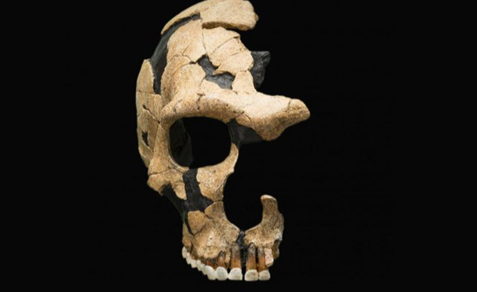 Hộp sọ được phục dựng từ một vị tổ tiên khác loài - Ảnh: VIỆN SMITHSONIAN