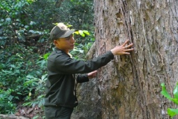 Thị trường - Tiêu dùng - Việt Nam có loại gỗ nằm trong sách đỏ, trăm năm mới cao 1 tấc, quý hơn vàng