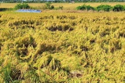 Kinh doanh - Đại gia nào ở Việt Nam từng chi 100kg vàng mua máy bay thăm ruộng lúa?