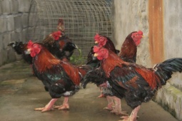 Thị trường - Tiêu dùng - Loài gà tiền triệu chỉ Việt Nam mới có, từng gây sốt trên báo Mỹ