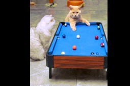 ”Tiểu xảo” chơi xấu của mèo cưng khi bắn bi-a