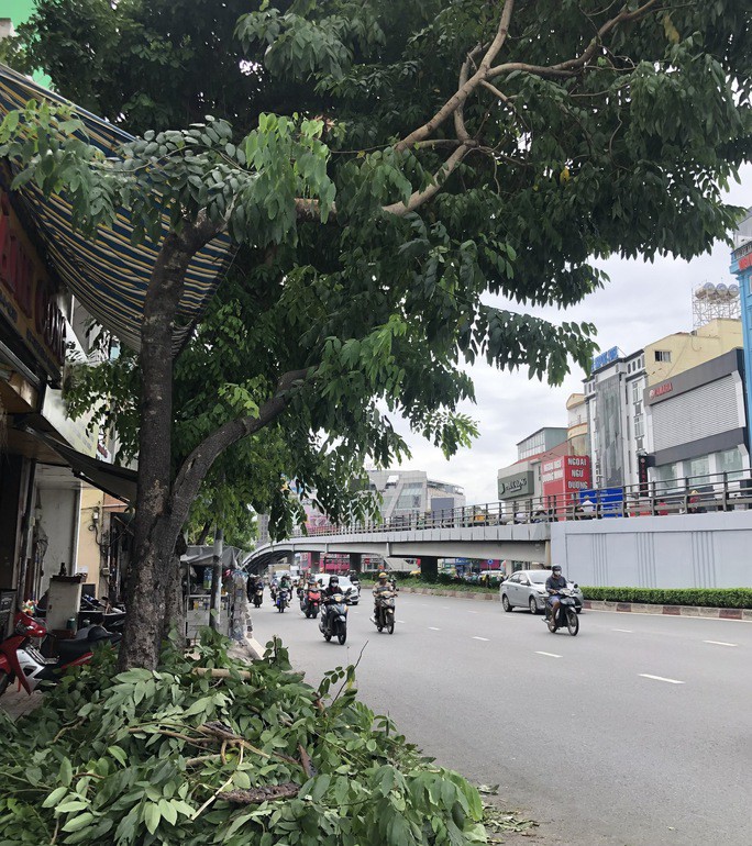 Cây xanh trên đường Cộng Hoà (quận Tân Bình) bị tét nhánh do mưa lớn, gió giật mạnh