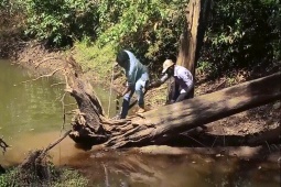 Phi thường - kỳ quặc - Clip: Bị rắn hổ mang chúa tấn công, người đàn ông thoát chết trong gang tấc