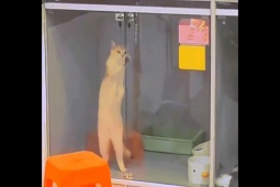 Clip hài hước - Phì cười với những con mèo thích "tấu hài"