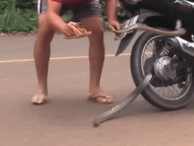 Clip: Thót tim cảnh lái xe máy bắt rắn khủng kẹp vào bánh xe - 1