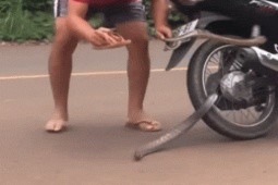 Clip: Thót tim cảnh lái xe máy bắt rắn khủng kẹp vào bánh xe