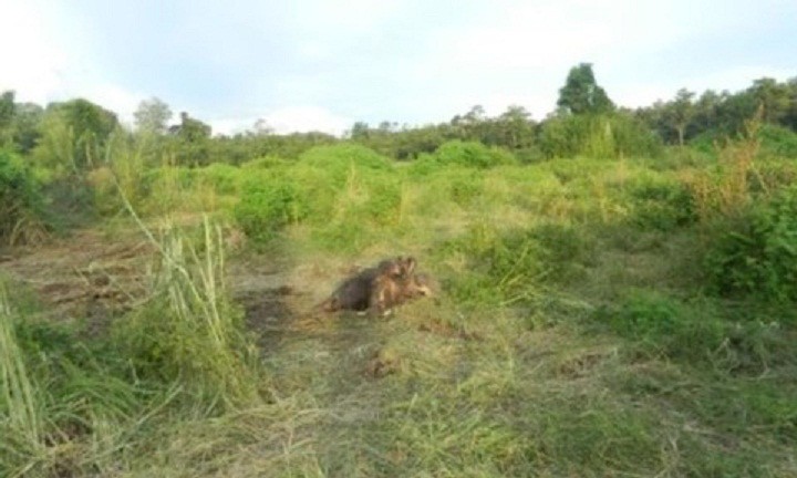 Địa điểm nơi phát hiện voi lớn chết ở khu vực rừng Hà Tĩnh.